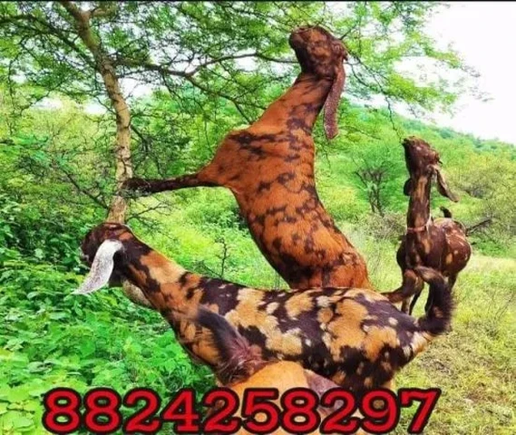 Heavy Weight Goats