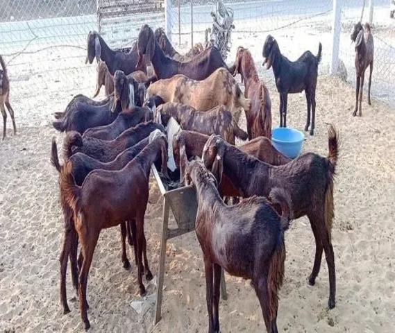 Cutting Goat 20 se 30 kg weight For sell