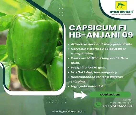 Capsicum F1 HB-ANJANI 09 Seed