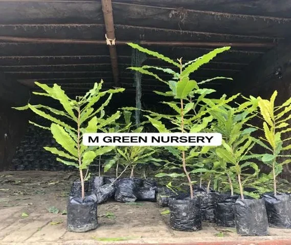Macadamia Nut plants are available