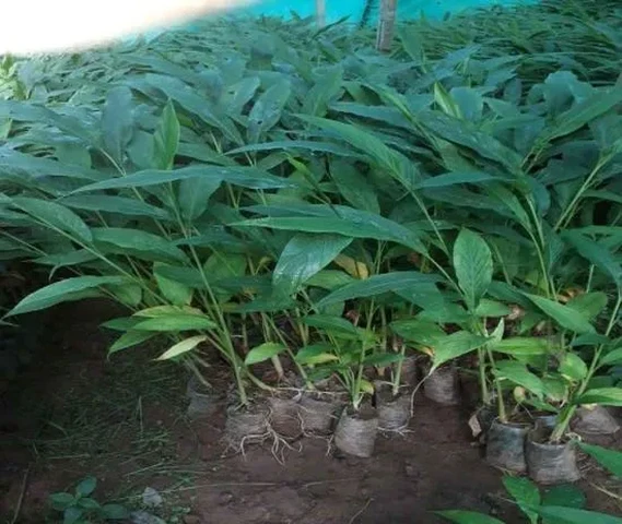 Cardamom Plants Available