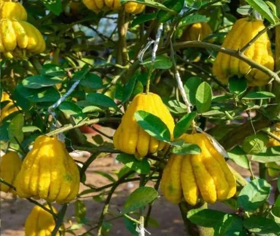 Budhdha Lemon Plant