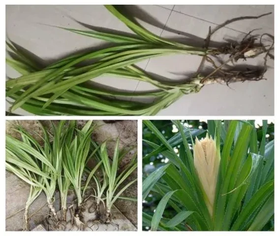 Thalambu plants for sale