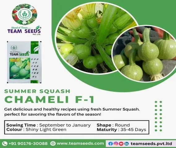 Grow Your Own Freshness with Chameli F-1 Summer Squash