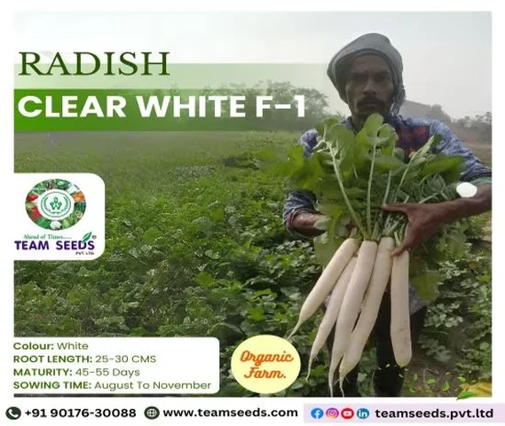 Harvest the Best with CLEAR WHITE F-1 Radish!