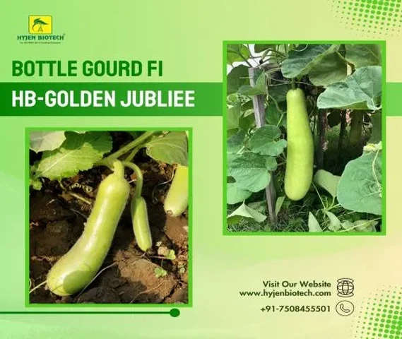 Bottle Gourd F1 HB- Golden Jubliee-Loki seeds
