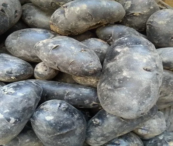 Black Potato Seed Available