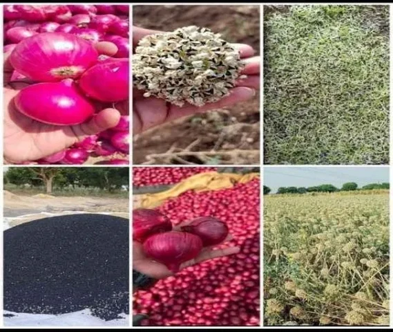 नाशिक लाल प्याज का बरसाती कण