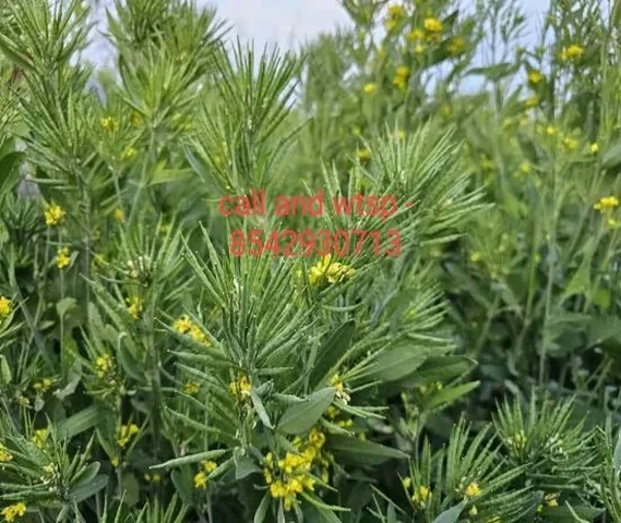 गुच्छे बाली सरसो का बीज उपलब्ध है