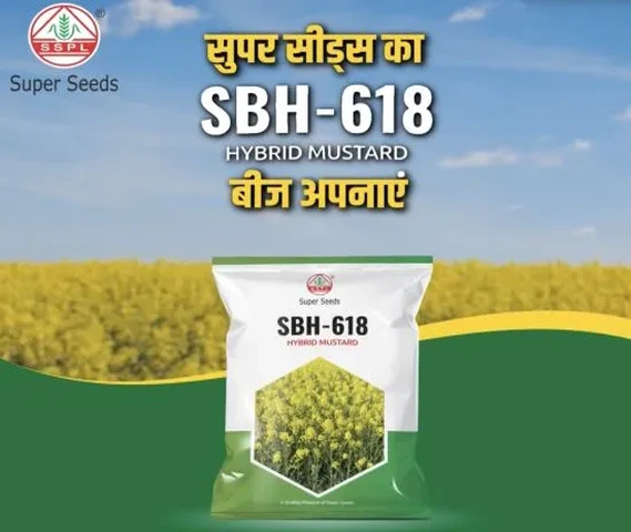 SBH-618 Hybrid Mustard Seeds of Super Seeds