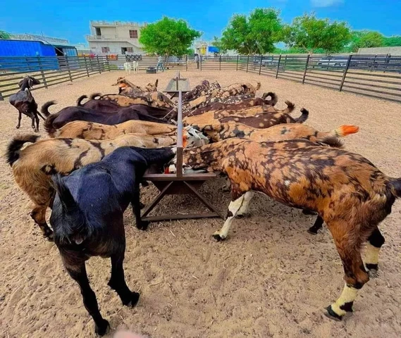 Sirohi Female Second Pregnant Available