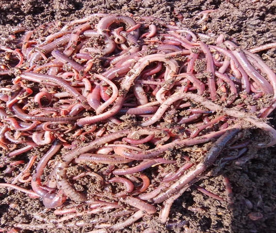 Best Quality Earthworms Ready to Export