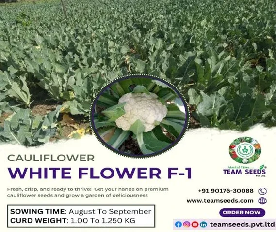 premium White Flower F-1 cauliflower seeds