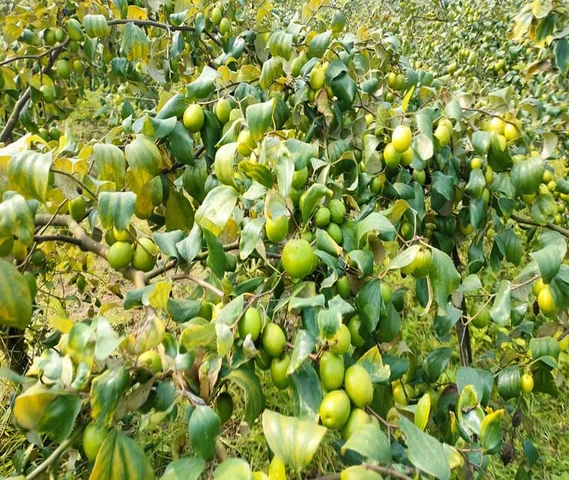 Thai Green apple bear plant available