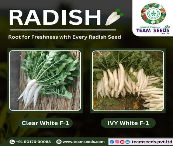 Clear White F-1 & Ivy White F-1 Radish Seeds