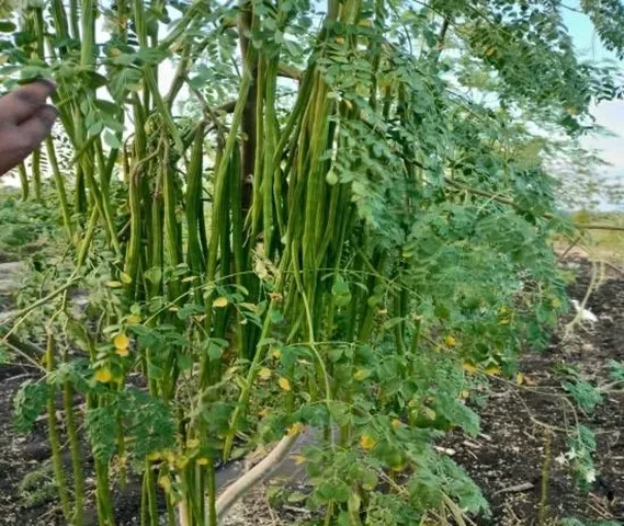 We will have ODC-3 breed Chevga seeds