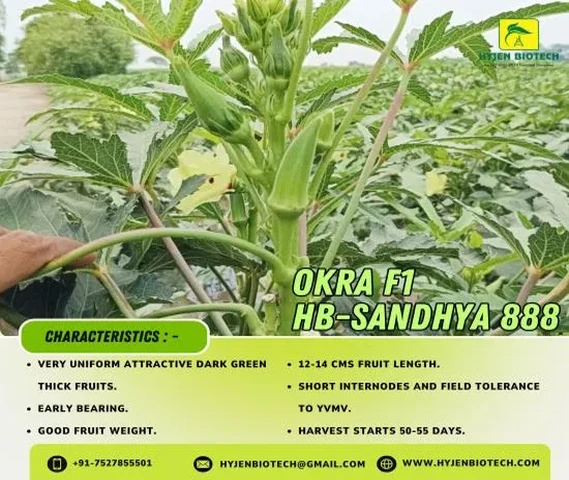 Okra F1 HB-Sandhya 888 Seeds