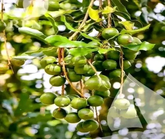Mecadima Plant Available