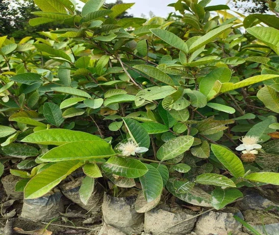 Pink Guava Plant