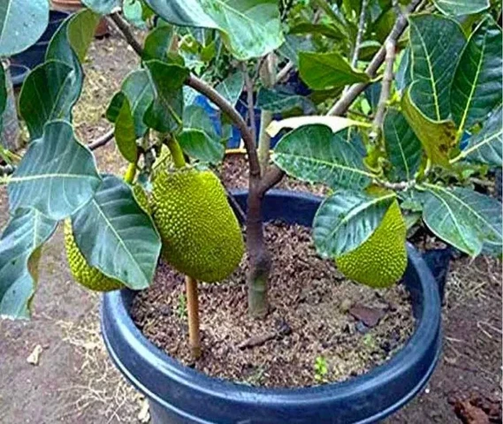 Hydra jakfut plant available