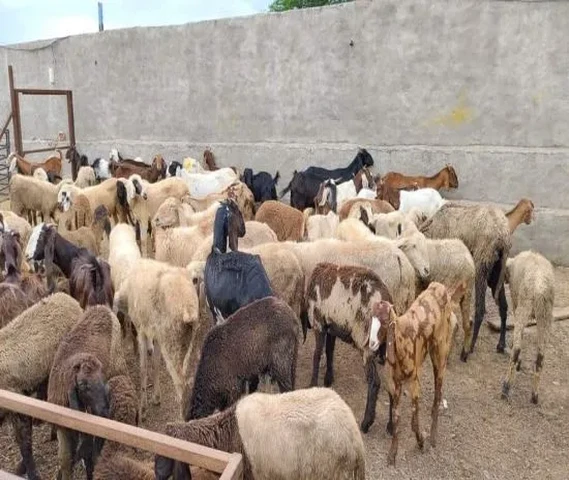 Cutting Goat For Sale