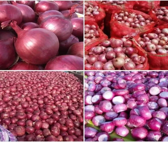 Homemade village/summer onion seeds