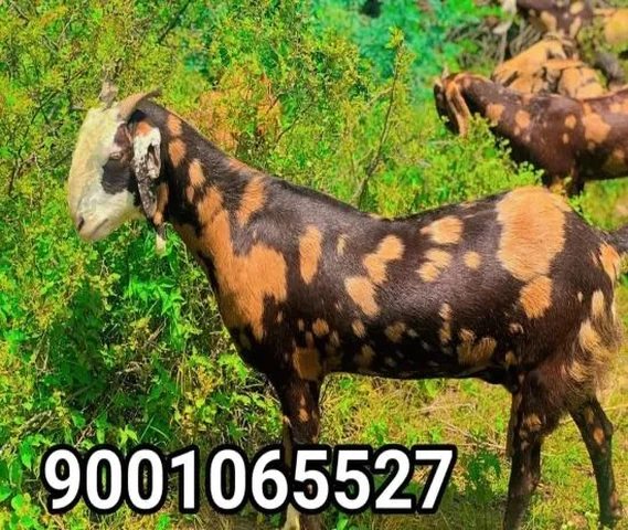 सिरोही, गुजरी नस्ल की प्रेग्नेंट बकरियां या पाठी