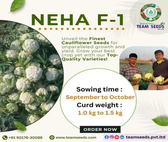 NEHA F-1 Cauliflower Seeds