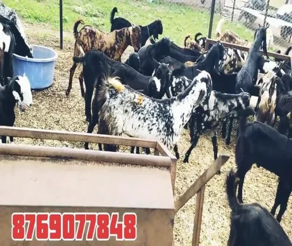 Farming Goat For Sale