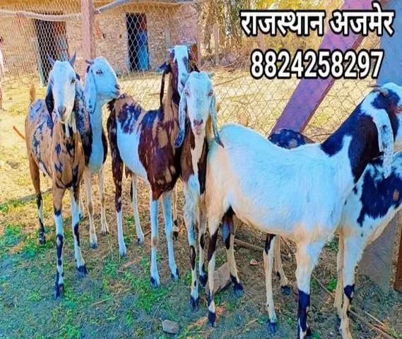 सिरोही नस्ल की टॉप क्वॉलिटी बकरिया।