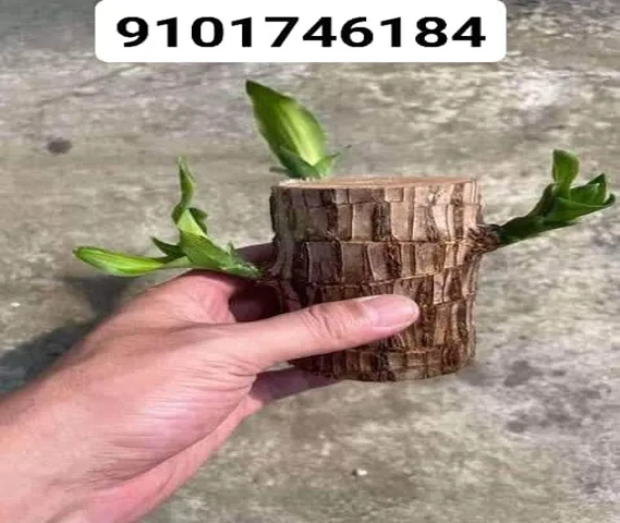 Brazil lucky wood
