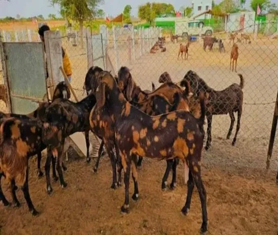 सिरोही नस्ल की बकरिया सबसे सस्ती रेट में