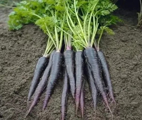 Black Carrots Seeds