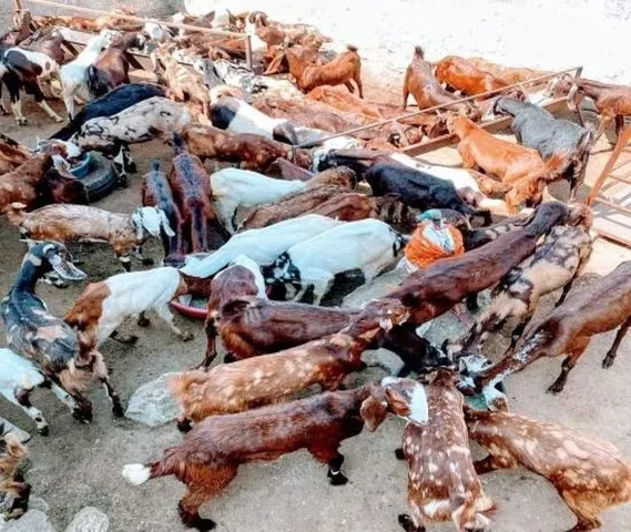 Farming And Cutting Goat Available