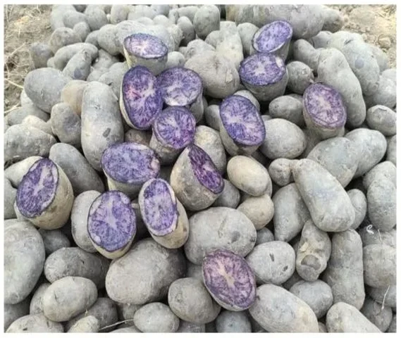 Black Potato (Kala Aalo)