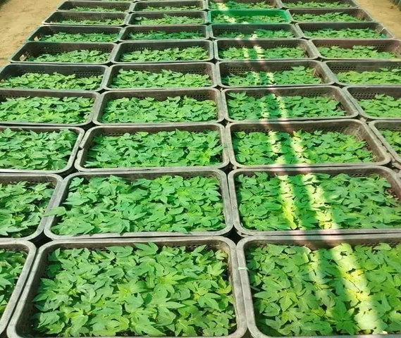 Taiwan 786 Papaya Guaranteed plant
