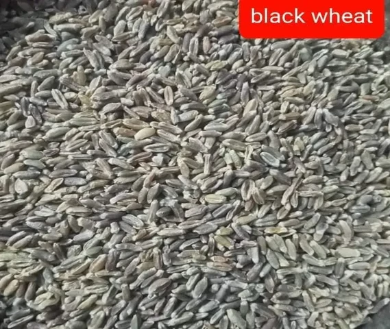 WHEAT. VERITY (DJ09 )AVAILABLE