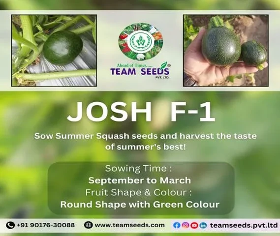 Josh F-1 Summer Squash Seeds
