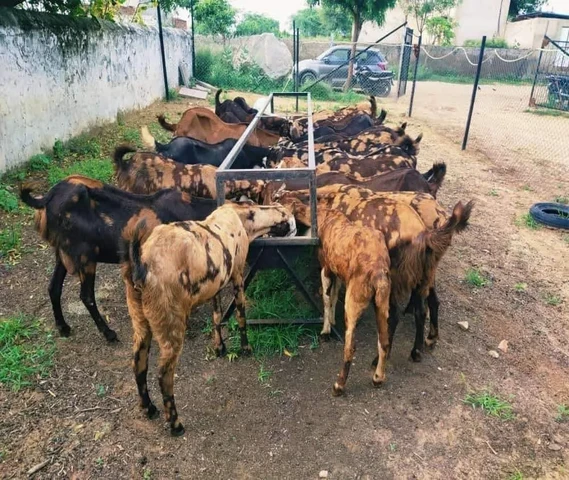 Best Goats of Sirohi all over Rajasthan