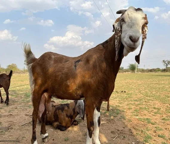 Best Goats of Sirohi all over Rajasthan