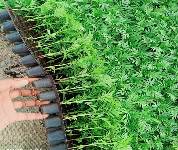 Marigold Plants Ready