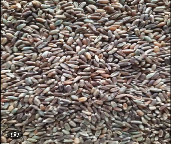 Black wheat (kala gehu)