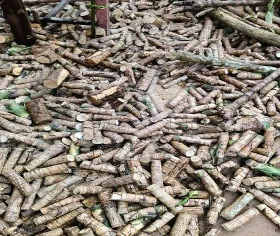 Good quality Brazillian luckywood