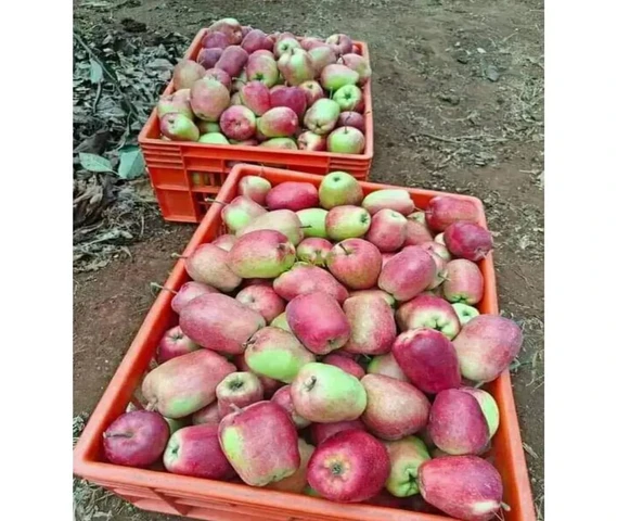 Hot Climate Apple Plants
