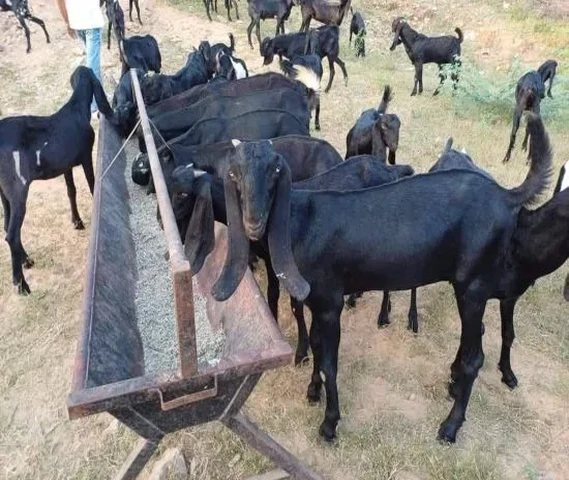 Farming And Cutting Goat available