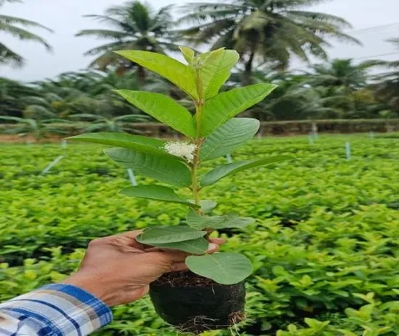 Taiwan Pink Species Guava Plant