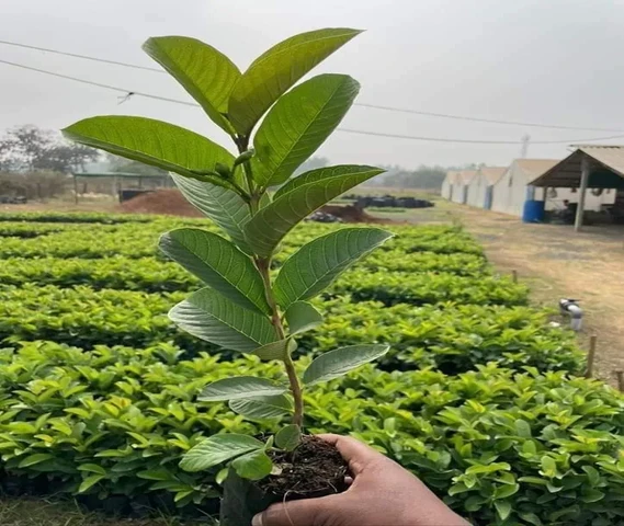 Taiwan Pink Species of Guava