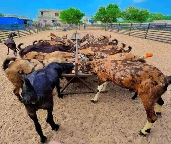 Sheep Goat 20 se 30 kg weight