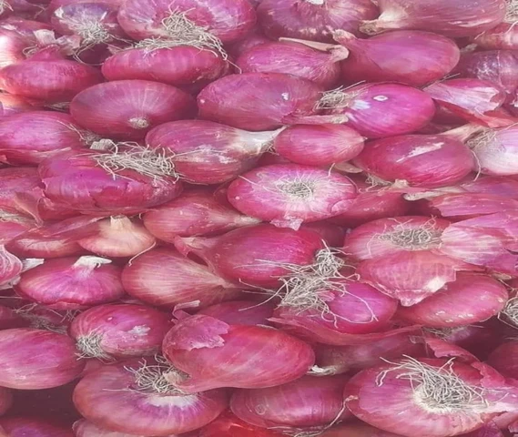 प्याज बीज गारंटीड भरोसमंद