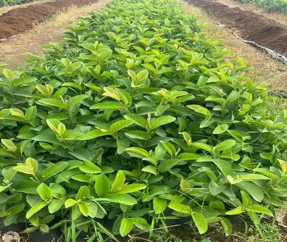 Taiwan Pin Guava Grafted Plants Available